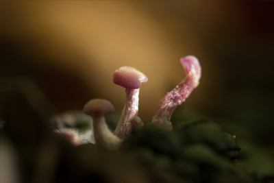 Op oud rottend hout ontdekte ik dit kleine amethistzwammetje. Vond de lichtval wel heel byzonder. Foto met behulp van staief en draadontspanner gemaakt.