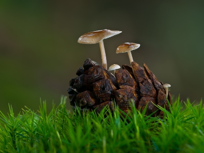 Door de vele regen weer erg veel paddestoelen uit de grond geschoten. Deze groeide mooi uit een dennenappeltje
