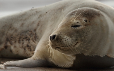 Op Helgoland is het geweldig om een tijdje bij de zeehonden te zijn. Hier nog een close up van een zeehond. Het mooie van dit beeld vind ik dat de zeehond zo vredig overkomt. Helaas van de paar vliegen, ik had ze er liever niet op gehad...