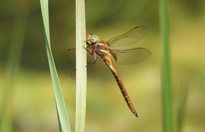 M'n eerste foto's op Nederpix.
20D - 100-400mm - 1/1250 - f5,6 - ISO 400