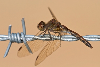 Deze Heidelibel is echt een zwerver en worden vaak gezien bij weilanden en in bermen. Vanaf uitkijkposten jagen ze dan op kleine insecten zoals hier vanaf het prikkeldraad. 
Opname gemaakt vanaf statief met 180mm macro