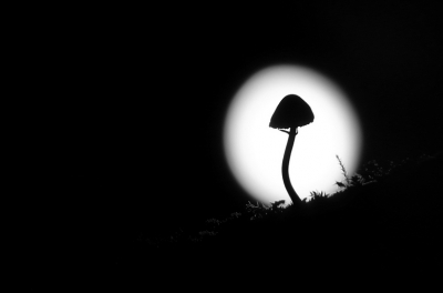 De maan, traag opkomend tussen het kreupelhout en de verdorde bladeren, belichtte deze zonderlinge levensvorm bijzonder fraai. Dit silhouet geeft weer eens een ander beeld van al die paddenstoelen.
