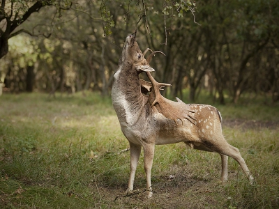 Vlaggend Damhert in de Amsterdamse waterleiding duinen. iets wat je tijdens de bronst met regelmaat ziet.