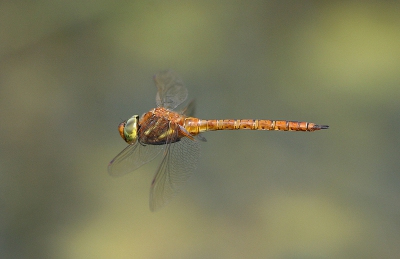 Na een middag bezig te zijn geweest, eindelijk een redelijke foto van een libel in vlucht.
20D - 100-400mm - 1/1000 - f5.6 - ISO 400