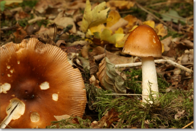 In bos in Mierlo (N-B). Languit liggend op de grond met gorillapod.