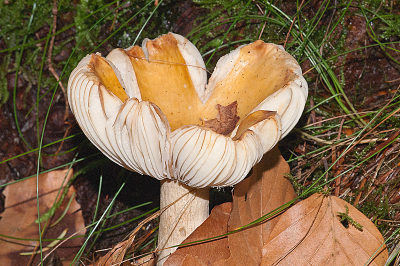 Er stonden maar een paar van deze exemplaren.
Ik heb wederom alles nagezocht maar ik kom niet verder dan een Russula soort.
Het blijft toch erg moeilijk (vind ik) om zelfs met boeken en internet erbij de juiste naam te vinden.