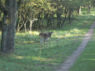 Gisteren workshop gehad in de AWD. Enorm genoten en onder andere deze foto gemaakt. Deze hinde was op stap met een oud mannetje. Na een poosje liep ze alleen weg en kwam vlak voor ons weer uit het struikgewas. Ik vond haar houding en blik wat verlegen overkomen.