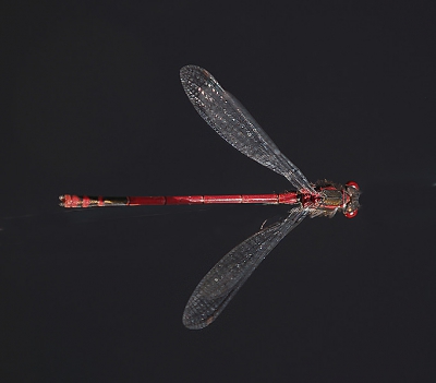 <i class='fa fa-user'></i> Alexander | vuurjuffer  <i class='fa fa-eye'> 154</i>  <i class='fa fa-thumbs-up'> 1</i>   <i class='fa fa-comment-o'> 10</i>
