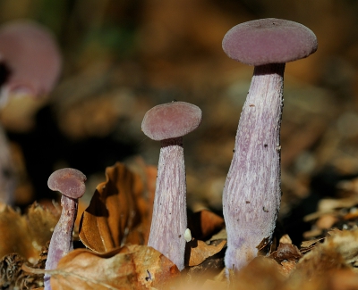 Vanmiddag heerlijk in het bos gestruind op zoek naar paddenstoelen in warm en zacht zonlicht. Deze amethistzwammen stonden prachtig naast elkaar, 3 op een rij van laag naar hoog.