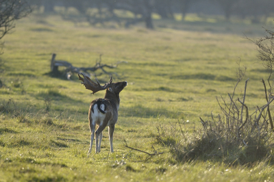 Het was hele maal druk in de AWD maar  ik heb vele damherten gezien. Ook was hier en  daar  wat burlen te horen. In deze kant van Panneland  waren er gisteren  meer mannetjes.