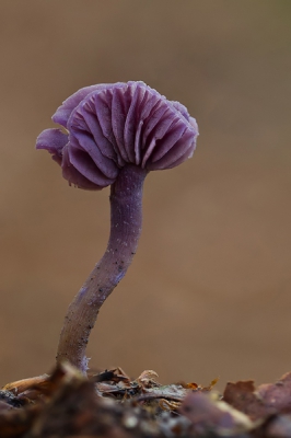 Dit is n van mijn eerste paddo's deze herfst en gelijk mijn eerste post hier
hopelijk valt ie in smaak..
bedankt om te kijken!