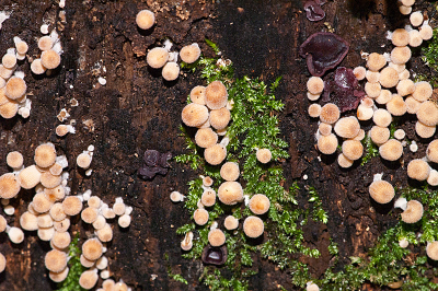 Deze hele kleine (van een paar millimeter toch een halve centimeter doorsnede) paddenstoelen groeien op een boomstronk.
Het lukt mij niet om ze te determineren, dus als iemand mij daarmee kan helpen dan graag.