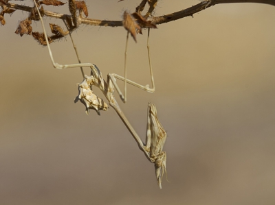 De foto is in de namiddag/avond genomen toen de hitte wat was afgenomen ca 37 graden. struinend door het hoge gras kwam ik deze tegen toen ik beter keek was het niet de enige zo'n 4 op een vierkante meter gevonden.