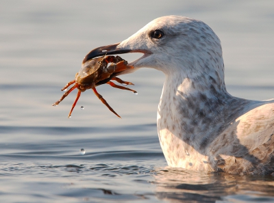 Terwijl ik aan de rand van het water zat te wachten op de Grijze Zeehonden dook 'r 'n Zilvermeeuw voor m'n neus onder water om vervolgens met deze Noordzeekrab boven te komen. De krab werd verschillende keren in de lucht gegooid om hem zo te positioneren dat de meeuw buiten het bereik van de scharen bleef.