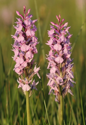 <i class='fa fa-user'></i> Gerard Schouten | Gevlekte Orchis  <i class='fa fa-eye'> 145</i>   <i class='fa fa-comment-o'> 0</i>