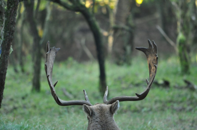 Workshop Damherten bronst, Amsterdamse waterleiding Duinen onder frisse en zonnige weersomstandigheden in het bos.
