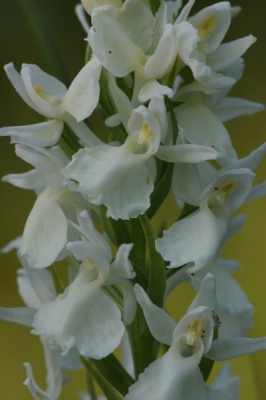 <i class='fa fa-user'></i> fransz | Gevlekte Orchis  <i class='fa fa-eye'> 169</i>   <i class='fa fa-comment-o'> 2</i>