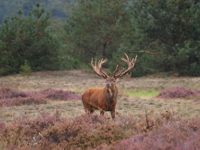 Zat nog eens de foto's te bekijken die ik op de HV had gemaakt en deze, waarop het hert even alles rustig bekijkt, vond ik ook nog wel de moeite waard.