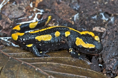 Deze nog wat jonge vuursalamander tegenkomen met zijn onmiskenbaar kleurpatroon; een zwarte kleur met gele vlekken en strepen, is altijd weer bijzonder. 
Vanaf statief genomen met 100mm macro.