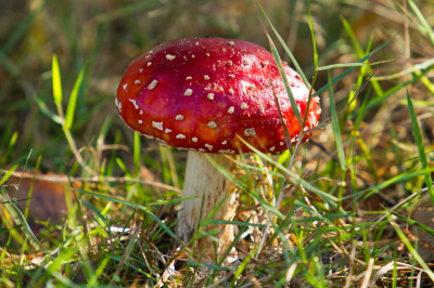 Schitterend mooi weer. Vrij lange wandeling gemaakt en hopend op edelherten te stuiten. Geen, maar wel deze prachtige paddenstoelen.
