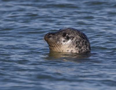 Tijdens het fotograferen van Strandlopers en Watervogels kwam deze Zeehond even een kijkje nemen.