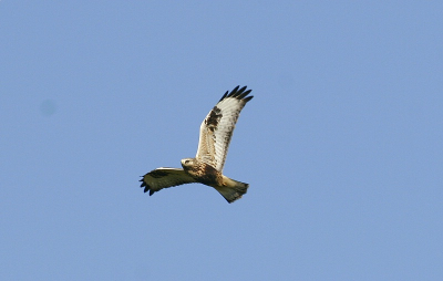 Mooi helder weer .Vogel vloog vrij laag over en kwam een aantal keren terug .