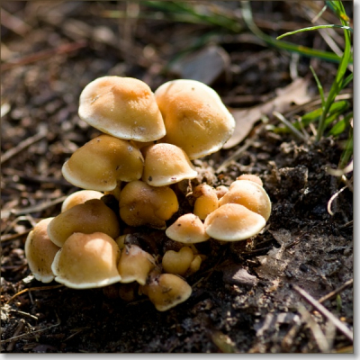 Na heel, heeeel lang de tijd niet te hebben gehad, kan ik eindelijk weer een wat aan mijn hobby gaan doen. Samen met moeders de vrouw wezen wandelen over de Loonse en Drunense Duinen, waar ik dit hoopje Zwavelkopjes (denk ik?) tegen kwam. Geschoten met de macrolens in de hoop dat de achtergrond waziger zou blijven dan hij nu is...