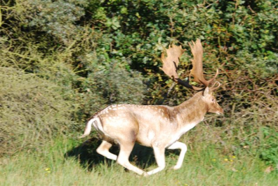 Twee herten waren aan het vechten, daarna aan de loop en gingen ze ieder een kantop