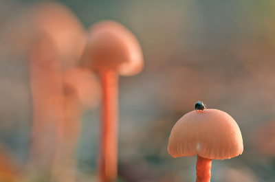 Tussen de beukenbladeren groeiden nogal wat van deze paddenstoeltjes. Ze lijken voor mij allemaal op elkaar.
De foto is gemaakt met een Nikon D90 en 105mm macro op een rijstzak. Vanaf de zijkant ingeflitst met amber gel op de flitskop.