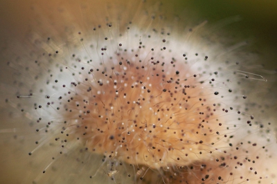 Ik had het verschijnsel nog nooit gezien, maar het halve bos stond hier vol met deze parasiet. Een groot deel van de mycena's was aangetast door deze prachtige schimmel.