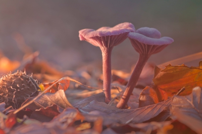 Op een zonnige zondagmiddag deze rodekoolzwam gevonden onder een laan met beukenbomen. Ondanks de zon was het een redelijk donker gedeelte van het bos.