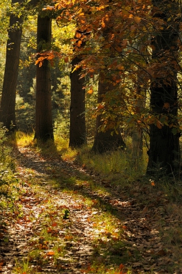 Op zoek naar paddenstoelen door een bos dat al redelijk op kleur komt...