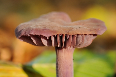 Op zoek naar paddenstoelen met een vleugje licht door de bomen. Iets van onderaf genomen om een deel van de onderkant van deze amethistzwam te laten zien.