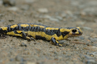 Na een regenbui kruiste deze vuursalamander ons pad; hij bleef stoer doorlopen totdat hij aan de overkant het gras indook. Plat voor hem gaan liggen en een paar foto's gemaakt waarvan deze de scherpste was. Altijd fantastisch als je zo'n beestje tegenkomt!