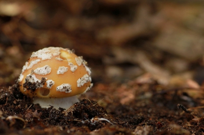 Zelfde foto als in het paddenstoelen-album staat maar dan met witbalans "zon"