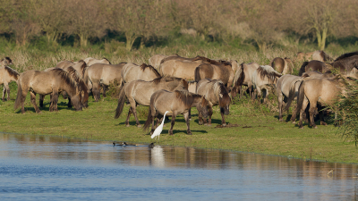 Konikpaarden in de Ooostvaarderplassen. Foto genomen tegenover de Poelruiter. Nog nooit gezien daar. Ik vind hem wel leuk zo met de zilverreiger en meerkoeten ervoor.