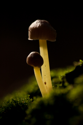 Toen ik met een groep kinderen van mijn school in het bos aan 't fotograferen waren, heb ik met wel 10 kinderen in een kring om dit mooie paddenstoeltje gezeten. Het leek of hij licht gaf in dit donkere stukje bos.