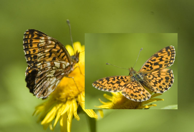 Ik heb lang gezoch in De nieuwe Nederlandse Vlindergids maar kon er niet helemaal uitkomen. Misschien kan iemand aan de hand van deze compilatie uitsluitsel geven?! Dank.