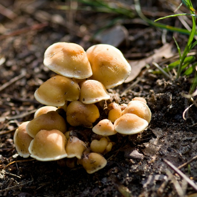 Na heel, heeeel lang de tijd niet te hebben gehad, kan ik eindelijk weer een wat aan mijn hobby gaan doen. Samen met moeders de vrouw wezen wandelen over de Loonse en Drunense Duinen, waar ik dit hoopje Zwavelkopjes (denk ik?) tegen kwam. Geschoten met de macrolens in de hoop dat de achtergrond waziger zou blijven dan hij nu is...