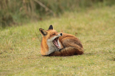 Deze vos lag lekker te relaxen in het zonnetje. Hij liet zich gewillig fotograferen. Ik heb er dan ook een mooie serie van kunnen schieten
