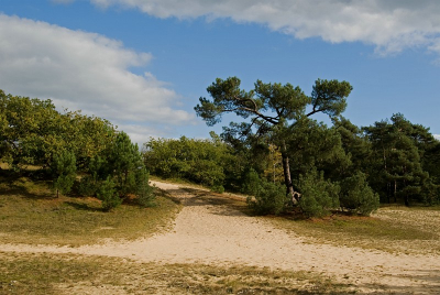 Ik ben laatst met mijn vrouw wezen wandelen in de Duinen bij Loon op Zand. Prachtig landschap. Persoonlijk vind ik de overgangen tussen zandvlakte en bos nog het mooist. Vandaar dat ik deze foto wilde plaatsen.