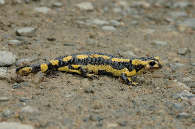 Nog een opname van de vuursalamander waarvan ik van de week al een opname plaatste; echter nu helemaal in beeld maar iets minder sprekend qua scherpte en look van de salamander vind ik. Ben benieuwd wat jullie van deze opname vinden vergeleken met de vorige.