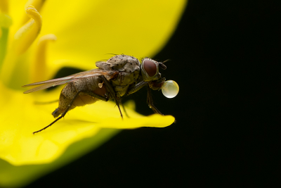 Tijdens het fotograferen van zweefvliegen, viel mij deze bloemvlieg op. Hij was bellen aan het blazen, waarschijnlijk tbv zijn spijsvertering. Persoonlijk vind ik hem wel geslaagd.