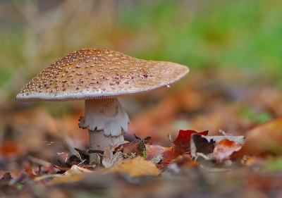 tijdens een zondagmorgenwandeling, gemaakt met tafelstatief