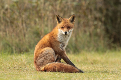 Deze Vos lag heerlijk te relaxen in de ochtentzon. Heb er een heel leuke serie van kunnen schieten. De Vos liet zich gewillig fotograferen.