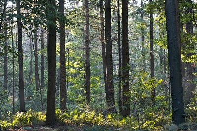 Het bos schuin tegenover ons huis, werd door het najaarszonnetje weer prachtig in de herfstkleuren gezet.