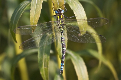 Door de relatieve zachte en zonnige dagen van de laatste tijd hier in het zuiden, zijn er nog behoorlijk wat libellen actief.
Deze Blauwe glazenmaker hing laag in de border van onze tuin.
Vanaf laag statief genomen met een 180mm macro.