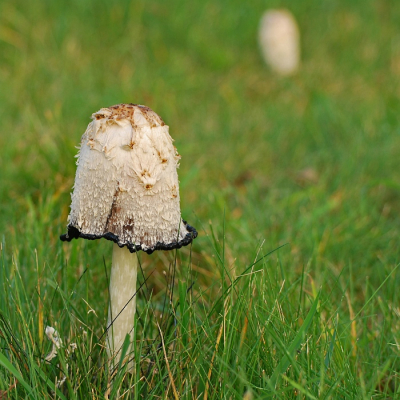 In een pas gemaaide berm van een landwegje langs het Haaksbergerveen stonden een aantal van deze opvallende paddenstoelen. Volgens mijn paddenstoelen gids kan deze zwam 's nachts verschijnen en de volgende dag al in volle glorie te zien zijn. Op de achtergrond nog een 'jonkie'.