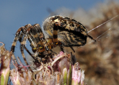 Deze spin was erg druk met zijn web en had niet in de gaten dat ik heel dicht bij aan het fotograferen was.