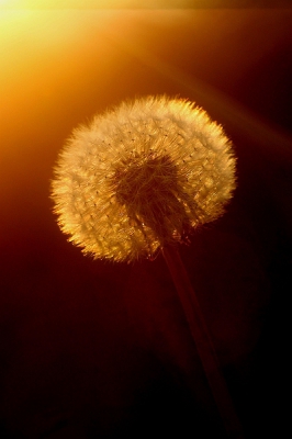 Op de laatste dag van oktober trof me deze uitgebloeide paardenbloem, die opviel door het lage standpunt van de zon.